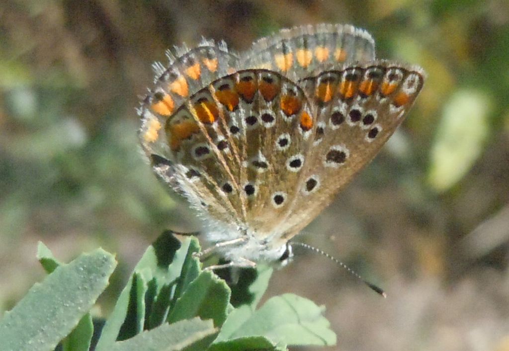 Polyommatus icarus e Colias crocea?